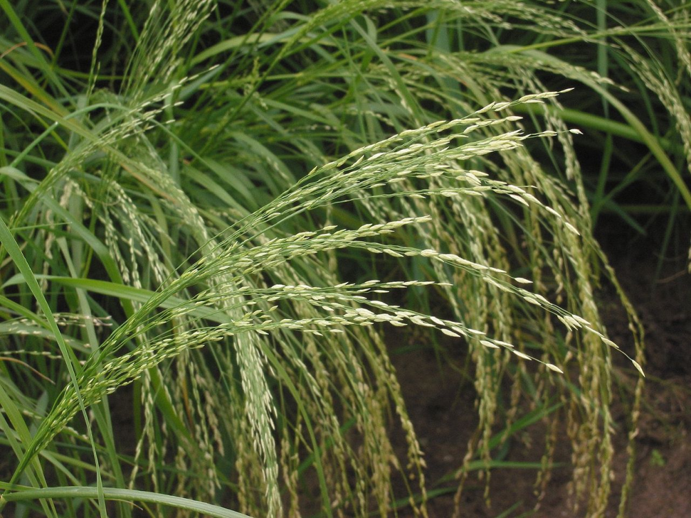 ERAGROSTIS<br /><span>Mei Etiopian</span>