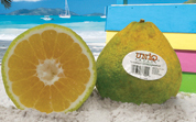 CITRUS<br /><span>Tangerin Jamaican</span>