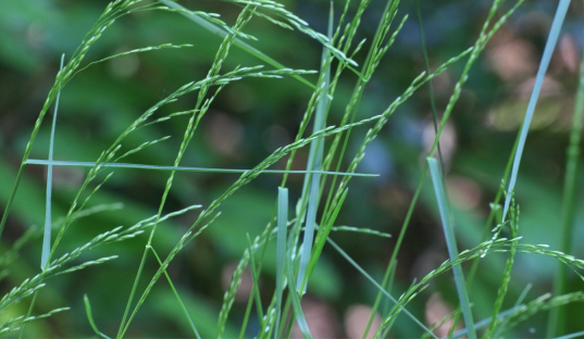 POA<br /><span>Wood Meadow Grass</span>