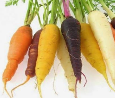 DAUCUS<br /><span>Carrot</span>