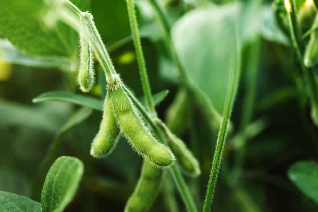 GLYCINE<br /><span>Soia</span>