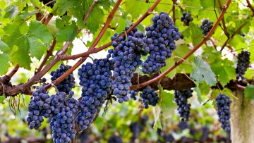 VITIS<br /><span>Viță De Vie</span>