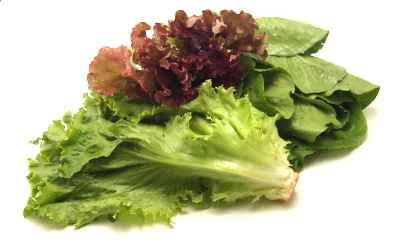 LACTUCA<br /><span>Salată Pentru Frunze</span>