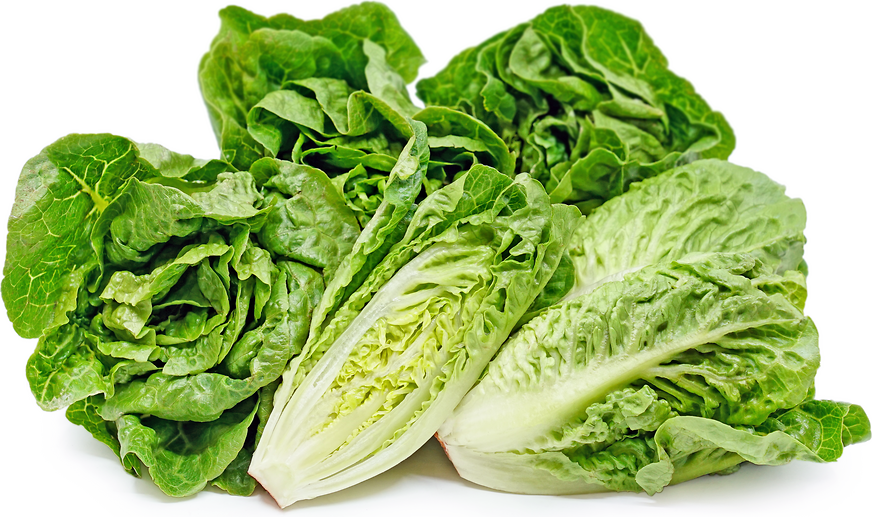 LACTUCA<br /><span>Salată `Bijuterie Verde`</span>