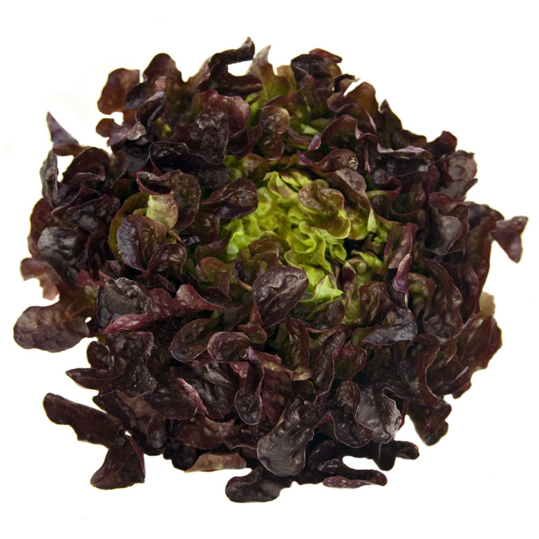 LACTUCA<br /><span>Salată `Frunză De Stejar`</span>