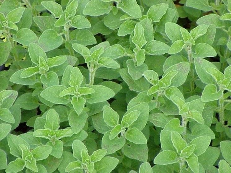 ORIGANUM<br /><span>Oregano</span>