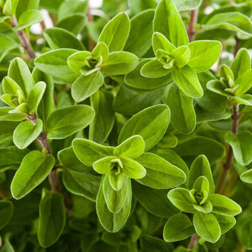 ORIGANUM<br /><span>Măghiran</span>