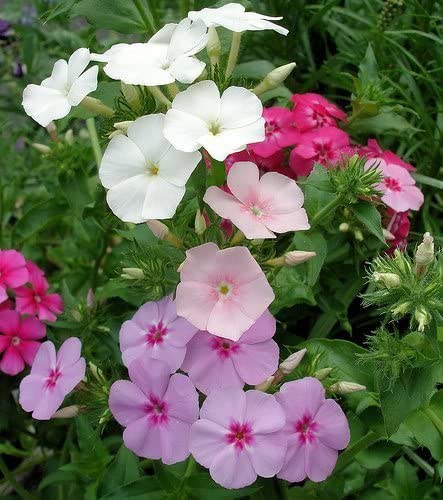 PHLOX<br /><span>Drummond`s Phlox</span>