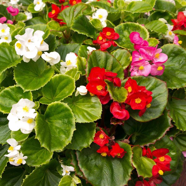 BEGONIA<br /><span>Begonia Wax</span>