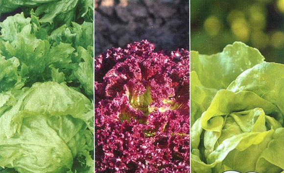 LACTUCA<br /><span>Mixed Leaf Vegetables</span>