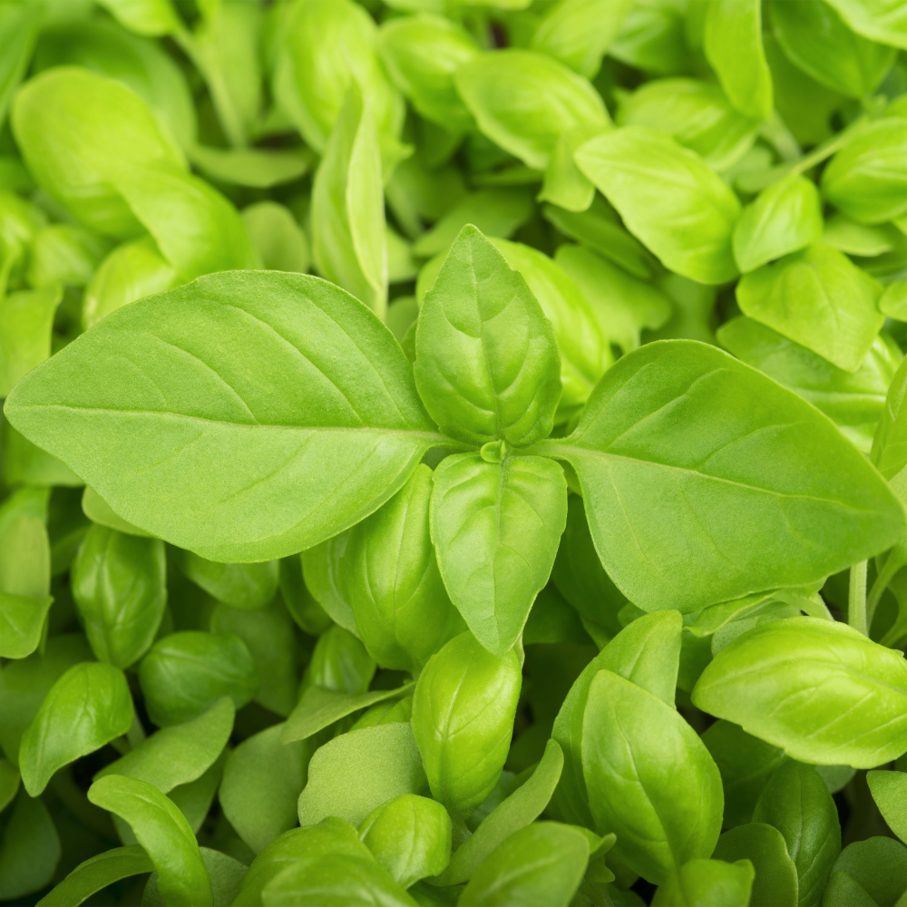 OCIMUM<br /><span>Busuioc Lămâios </span>
