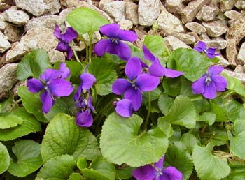 VIOLA<br /><span>Perennial Pansy</span>