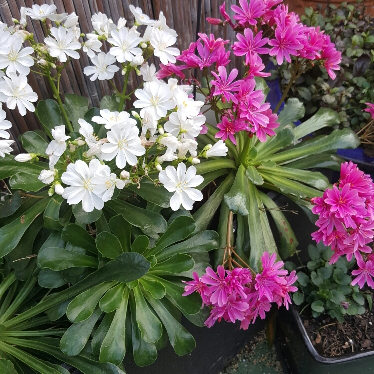 LEWISIA