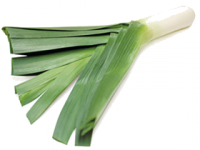 ALLIUM<br /><span>Leek</span>