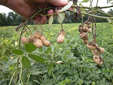 ARACHIS<br /><span>Alune De Pământ</span>