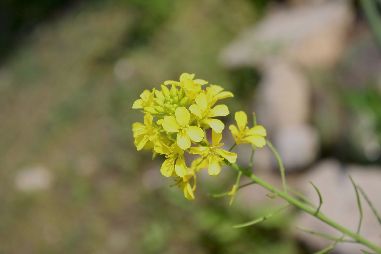 BRASSICA<br /><span>Muștar Brun</span>