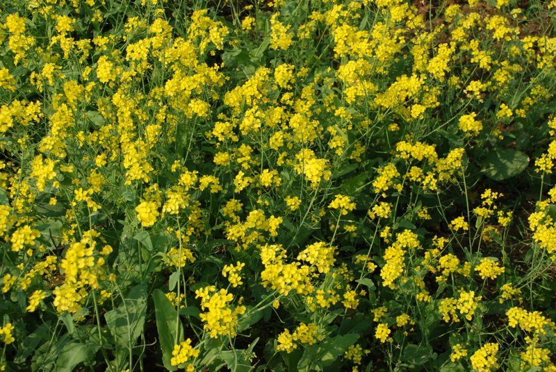 BRASSICA<br /><span>Muștar Negru</span>