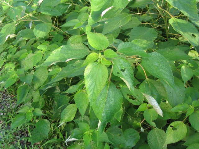 BOEHMERIA<br /><span>Ramie / Urzică Chinezească</span>