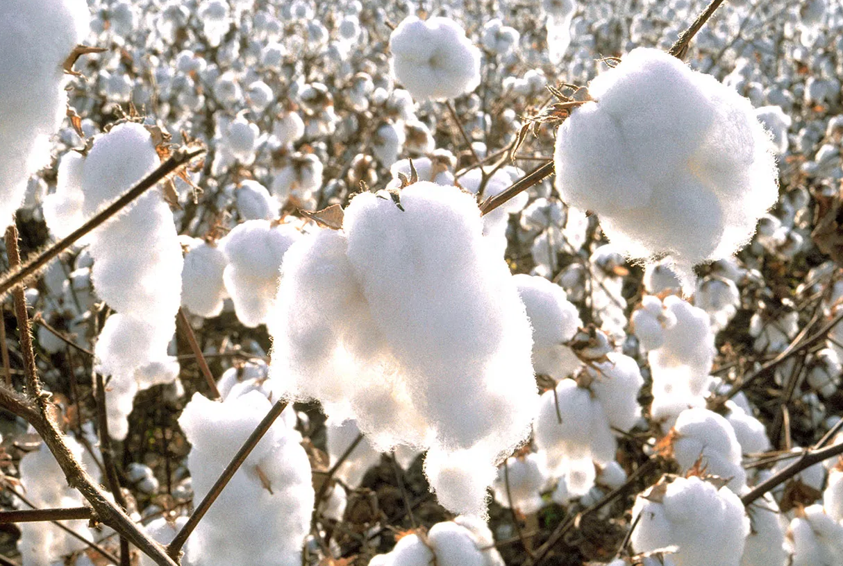 GOSSYPIUM<br /><span>Bumbac</span>