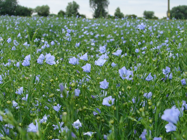 LINUM<br /><span>In</span>