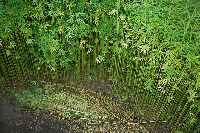 CANNABIS<br /><span>Cânepă</span>