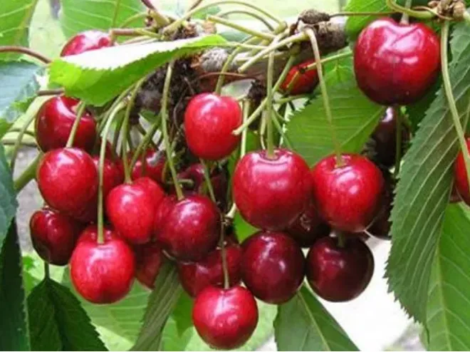 Черешня лапинс. Сорт черешни гигант ред. Черешня крупноплодная антипка. Лапинс черешня описание. Черешня лапинс фото дерева.