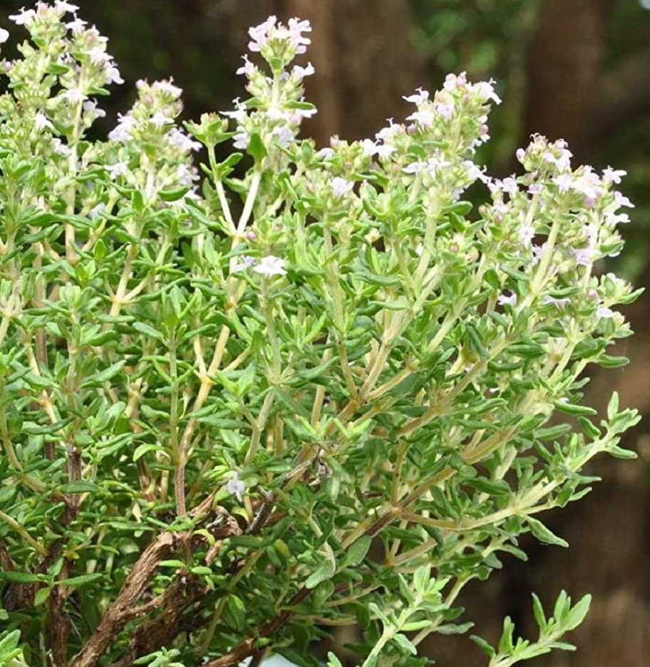 THYMUS<br /><span>Cimbrișor</span>