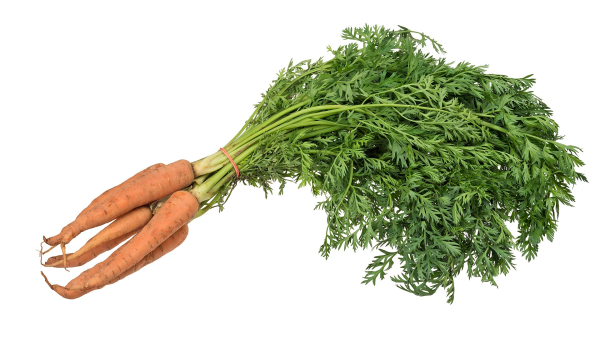 Carrot