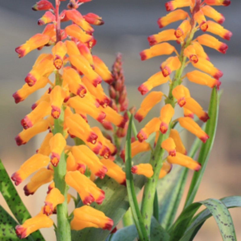LACHENALIA