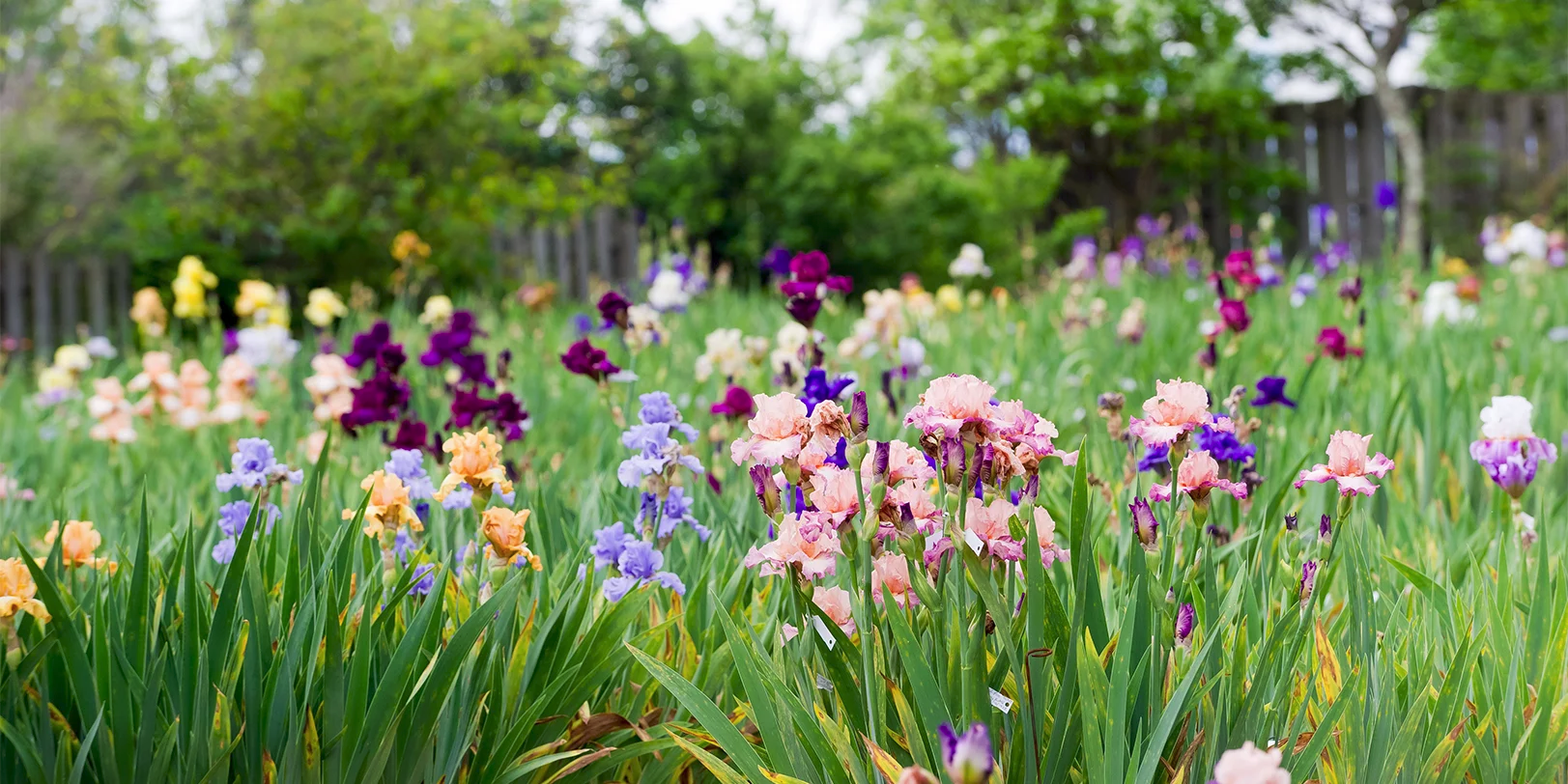 Viorel Mihai offers you an offer of over 1000 varieties of Irises!