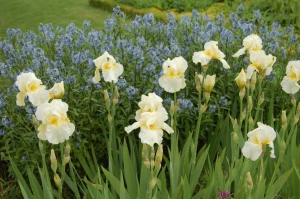 IRIS<br /><span>(Bb) Border Bearded Irises</span>