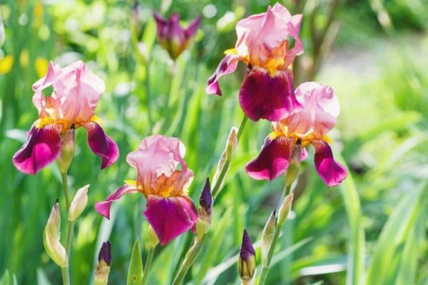 IRIS<br /><span>(Tb) Tall Bearded Irises</span>