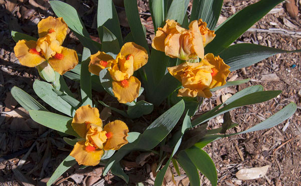 IRIS<br /><span>(Sdb) Standard Dwarf Bearded Irises</span>