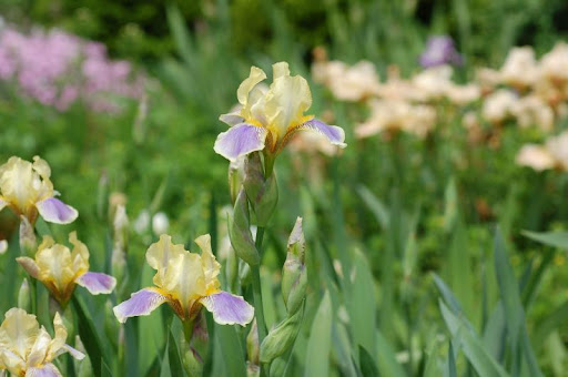 IRIS<br /><span>(Mtb) Miniature Tall Bearded Irises</span>