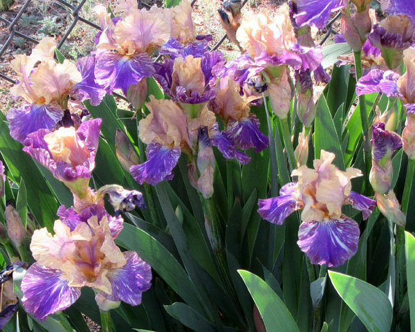 IRIS<br /><span>(Ib) Intermediate Bearded Irises</span>