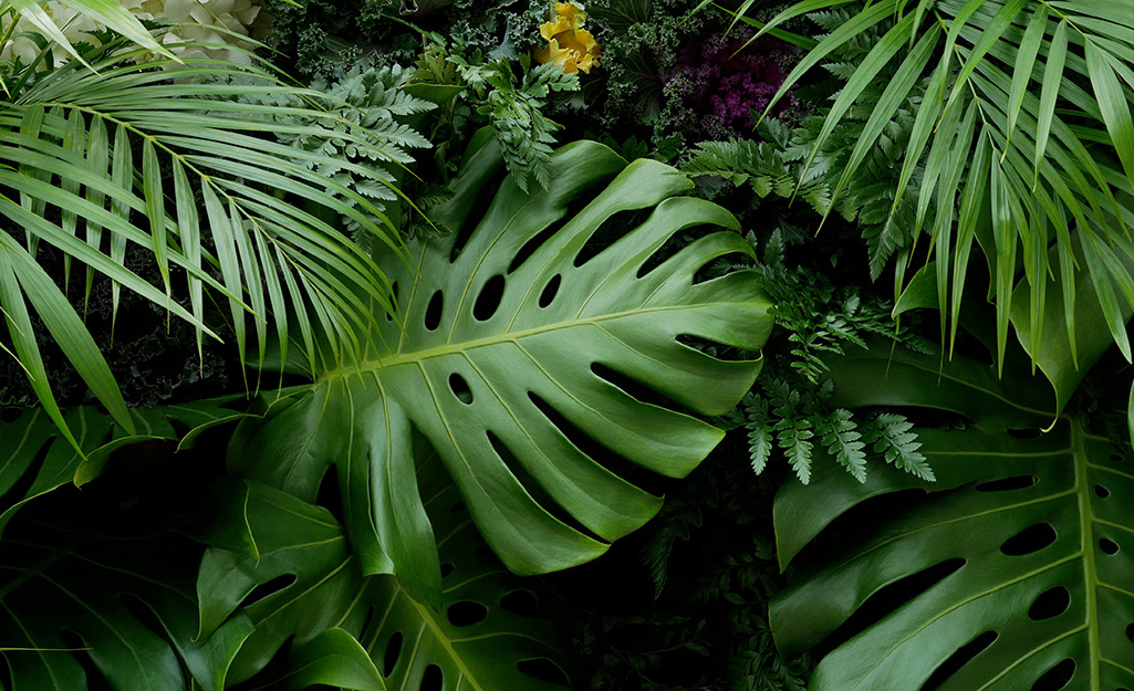 Tropical herbaceous