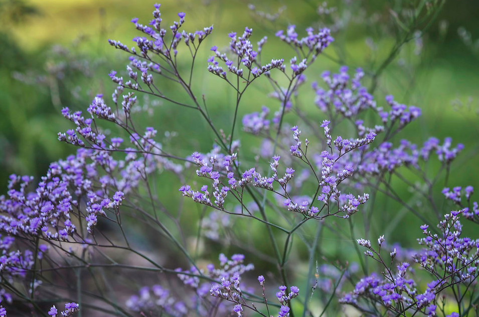 LIMONIUM