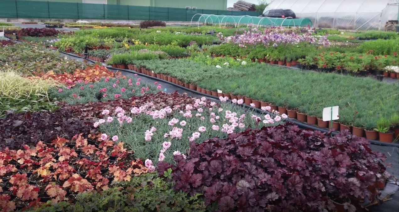 Plant Shop Garden proposes to gardening enthusiasts over 500 varieties of perennials