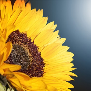 HELIANTHUS<br /><span>Floarea Soarelui</span>