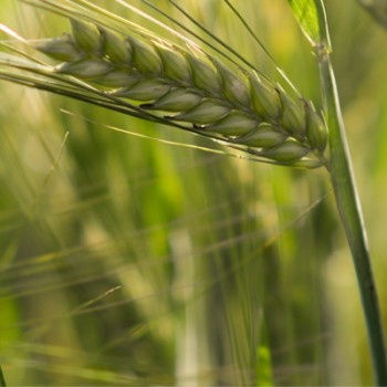 HORDEUM<br /><span>Orzoaică</span>