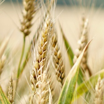 HORDEUM<br /><span>Orz</span>