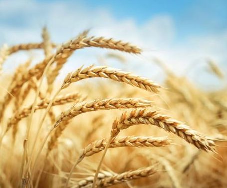 TRITICOSECALE<br /><span>Triticale</span>