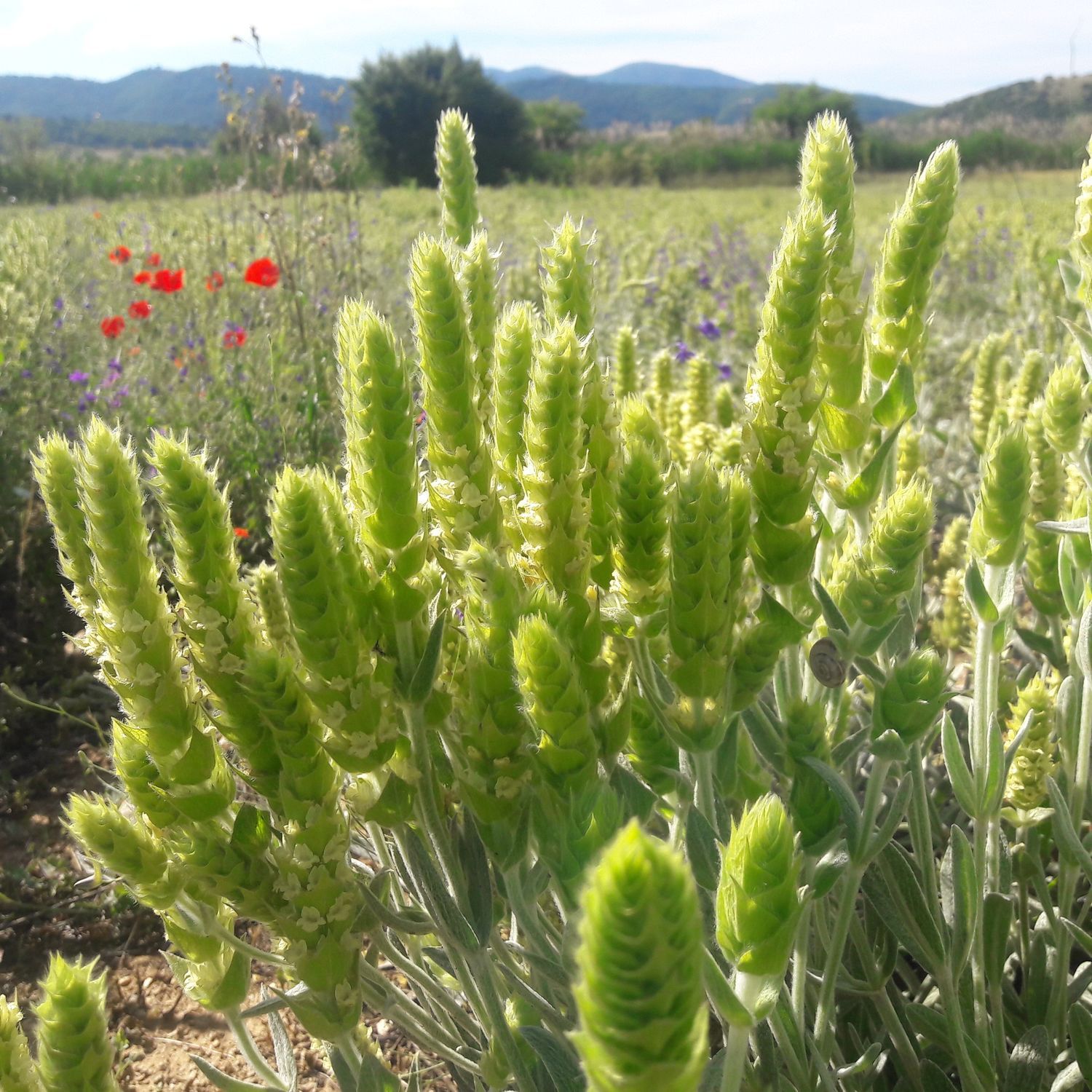 SIDERITIS<br /><span>Iarbă De Fier</span>