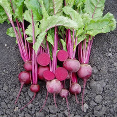 BETA<br /><span>Beetroot, Including Cheltenham Beet</span>