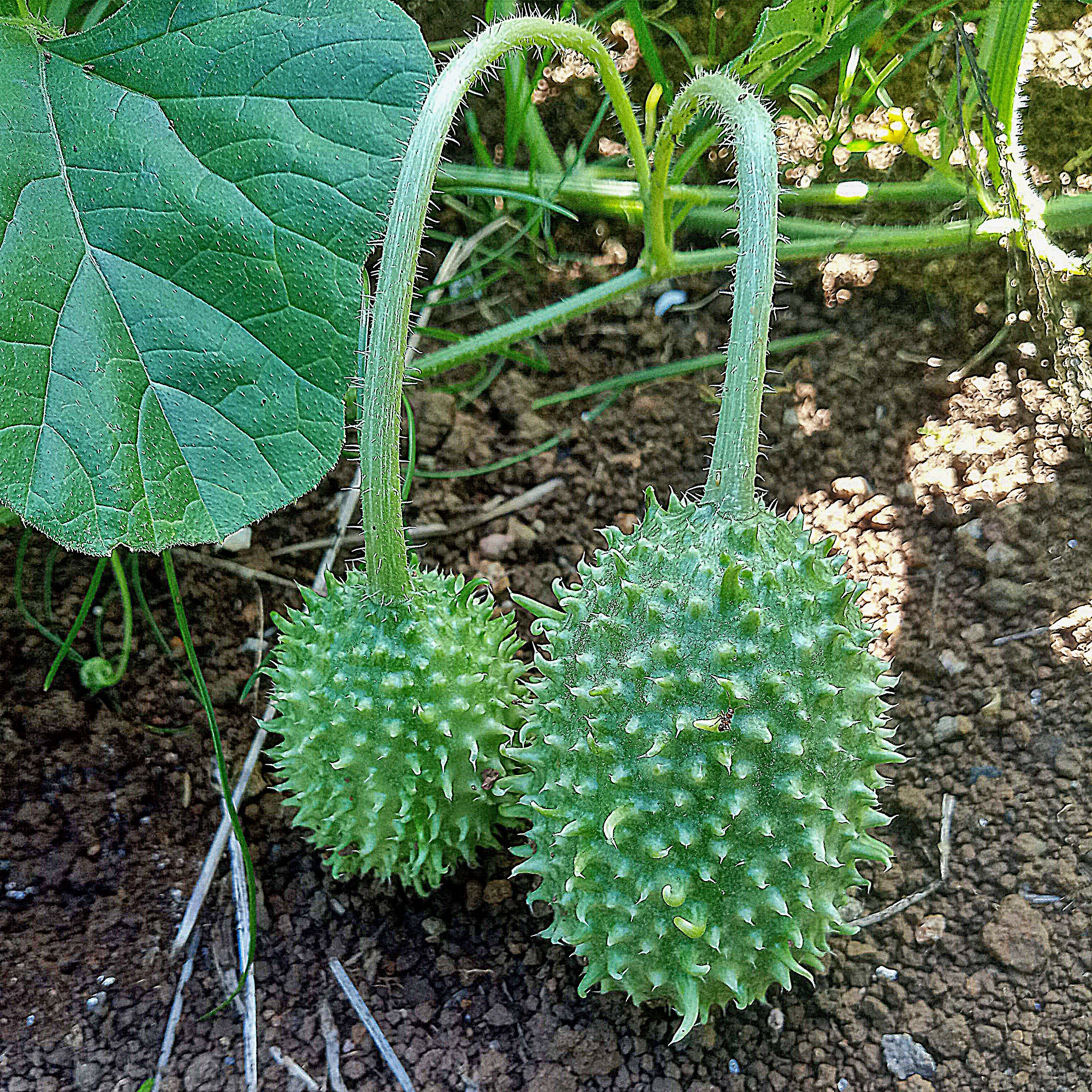 CUCUMIS<br /><span>Castravecior Indian</span>