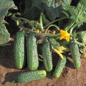 CUCUMIS<br /><span>Castravete Tip Cornişon</span>