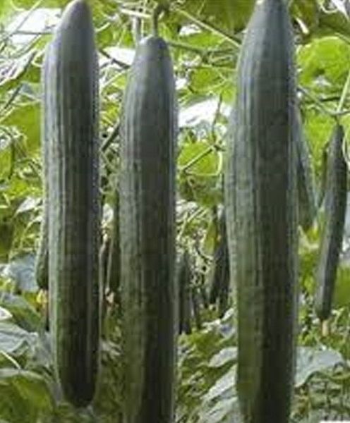 CUCUMIS<br /><span>Castravete Tip Lung</span>