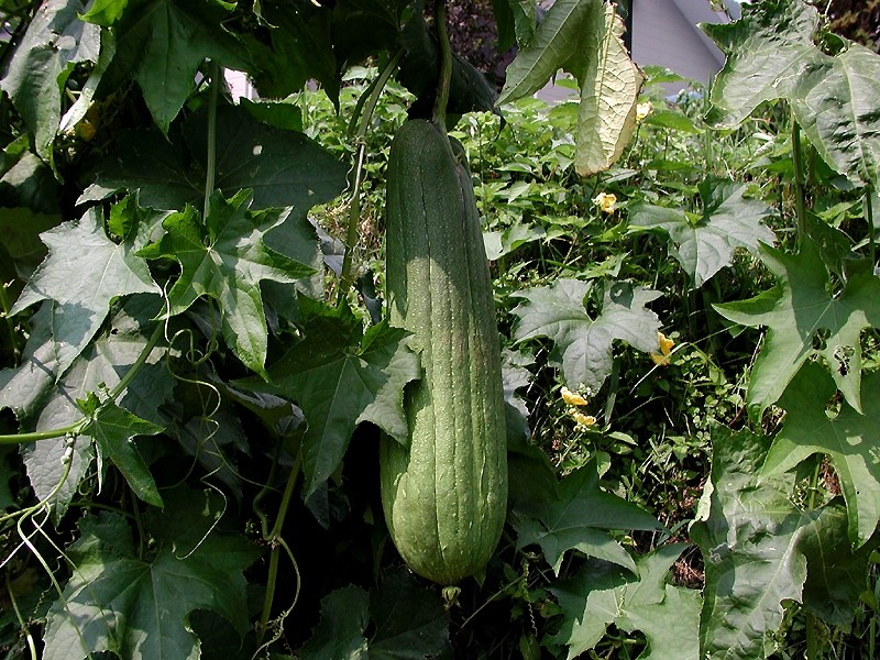 LUFFA<br /><span>Lufa</span>