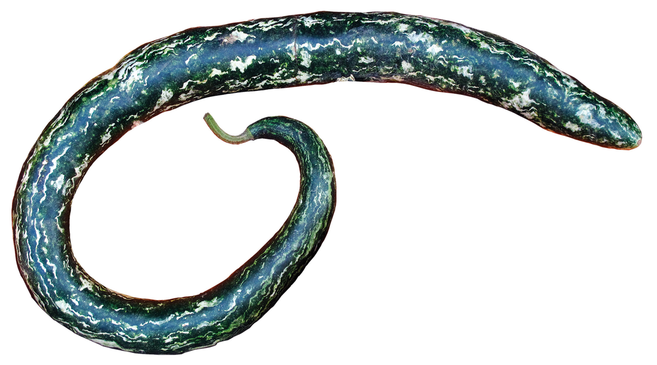 TRICHOSANTHES<br /><span>Dovleac Șarpe</span>