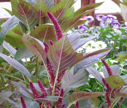 AMARANTHUS<br /><span>Amarant</span>